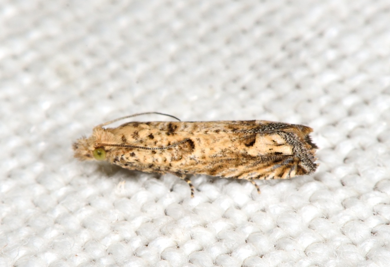 Eucosma fervidana